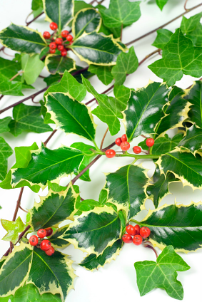 The history of Christmas holly and ivy