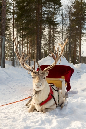 The history of Santa's reindeer